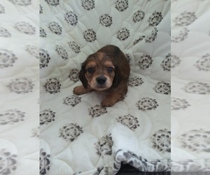 Dachshund Puppy for sale in SPRING HOPE, NC, USA