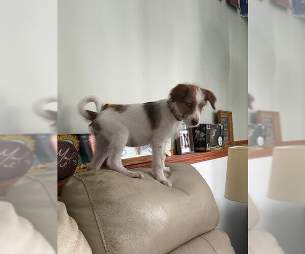 Medium Photo #3 Mutt Puppy For Sale in Brooklyn Center, MN, USA