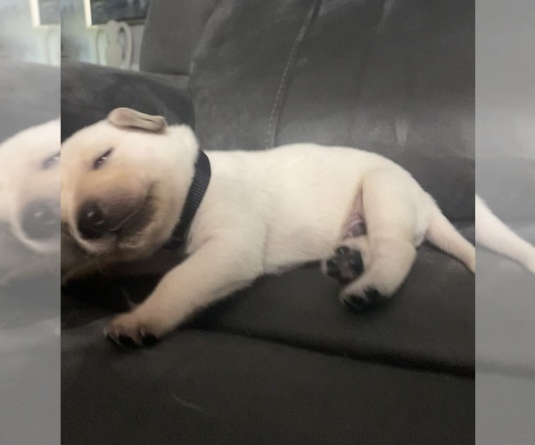Medium Photo #4 Labrador Retriever Puppy For Sale in WILDWOOD, FL, USA