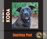 Small #6 American Pit Bull Terrier-Labrador Retriever Mix