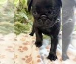 Small #1 Pug