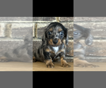 Small #1 Dachshund