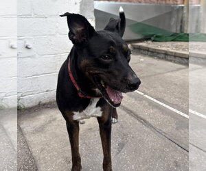 Mutt Dogs for adoption in Sanford, FL, USA
