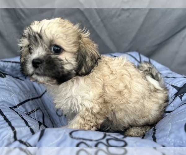 Medium Photo #4 Zuchon Puppy For Sale in RENO, NV, USA