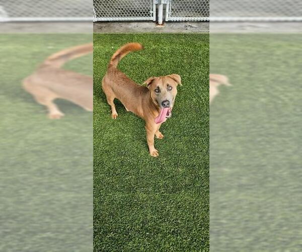 Medium Photo #1 Shepradors Puppy For Sale in Baytown, TX, USA