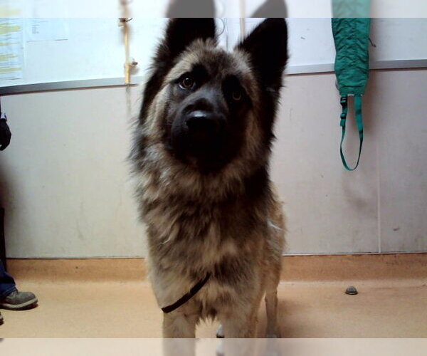 Medium Photo #1 German Shepherd Dog-Unknown Mix Puppy For Sale in Martinez, CA, USA