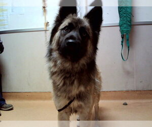 German Shepherd Dog-Unknown Mix Dogs for adoption in Martinez, CA, USA