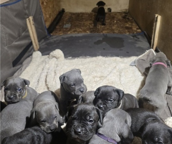 Medium Photo #3 Cane Corso Puppy For Sale in FONTANA, CA, USA