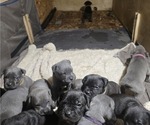 Small #2 Cane Corso