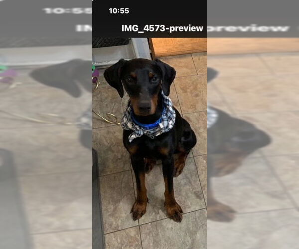 Medium Photo #4 Doberman Pinscher Puppy For Sale in Buffalo, MN, USA