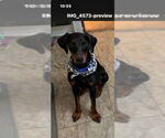 Small #3 Doberman Pinscher