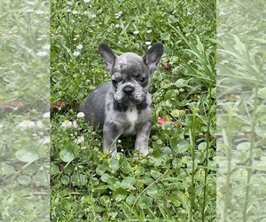 French Bulldog Puppy for sale in JACKSONVILLE, FL, USA