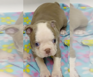 Boston Terrier Puppy for sale in BEND, OR, USA