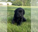 Puppy Puppy 9 Labrador Retriever