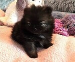 Small #3 Pomeranian