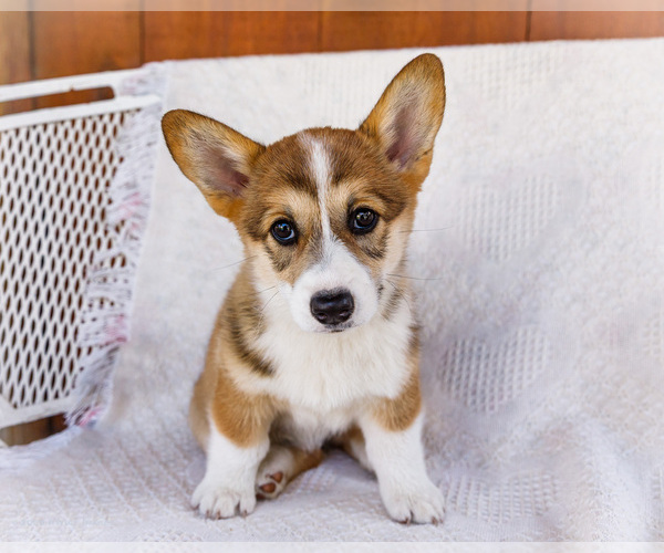 Medium Photo #4 Pembroke Welsh Corgi Puppy For Sale in WAKARUSA, IN, USA