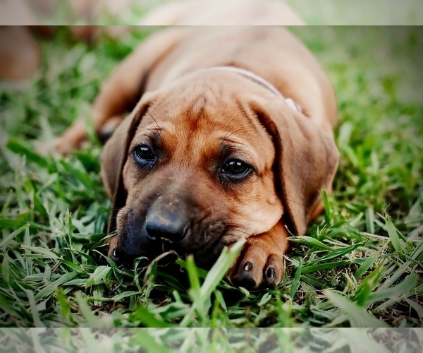 Medium Photo #10 Rhodesian Ridgeback Puppy For Sale in SCRANTON, AR, USA