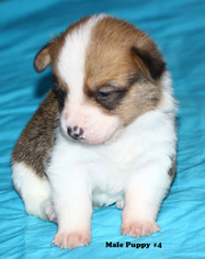Pembroke Welsh Corgi Puppy for sale in SOLDIERS GROVE, WI, USA