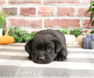 Labrador Retriever Puppy for sale in SYRACUSE, IN, USA