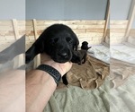 Small #3 Labrador Retriever