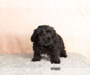 Poodle (Toy)-Yorkshire Terrier Mix Puppy for Sale in NAPPANEE, Indiana USA