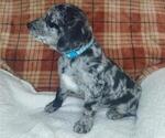 Small Photo #5 Sheprador Puppy For Sale in LEWISBURG, KY, USA