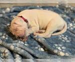 Small Photo #28 Dogo Argentino Puppy For Sale in BROOMALL, PA, USA