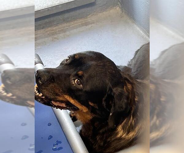 Medium Photo #1 Rottweiler-Unknown Mix Puppy For Sale in Downey, CA, USA