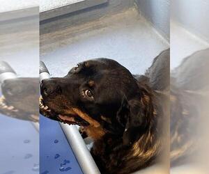 Rottweiler-Unknown Mix Dogs for adoption in Downey, CA, USA