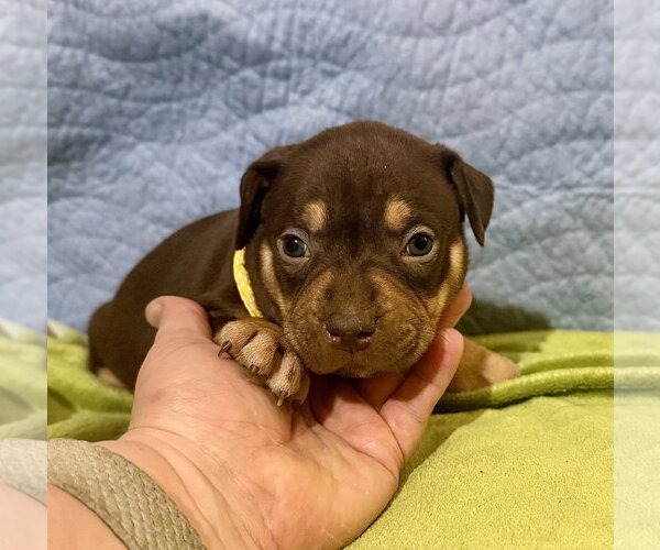 Medium Photo #2 Staffordshire Bull Terrier-Unknown Mix Puppy For Sale in Holly Springs, NC, USA