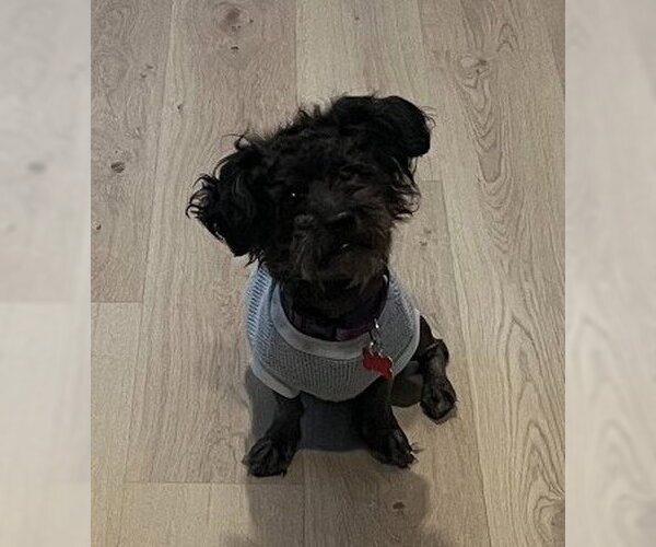 Medium Photo #3 Poodle (Miniature) Puppy For Sale in San Diego, CA, USA