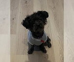 Small #2 Poodle (Miniature)