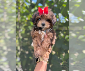 Maltipoo Puppy for sale in BEAUFORT, SC, USA