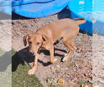 Small Photo #2 Feist Terrier-Unknown Mix Puppy For Sale in Tracy City, TN, USA