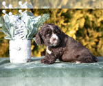 Puppy Dawson Cocker Spaniel