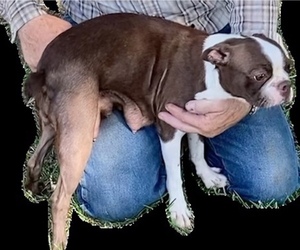 Mother of the Boston Terrier puppies born on 07/08/2025