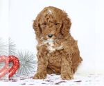 Small Photo #2 Goldendoodle (Miniature) Puppy For Sale in GORDONVILLE, PA, USA