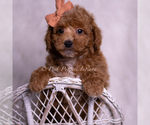 Small Photo #57 Poodle (Toy) Puppy For Sale in WARSAW, IN, USA