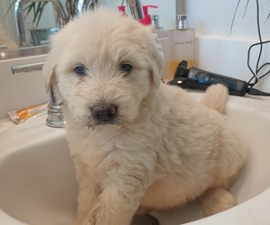 Labradoodle Litter for sale in DIXON, CA, USA