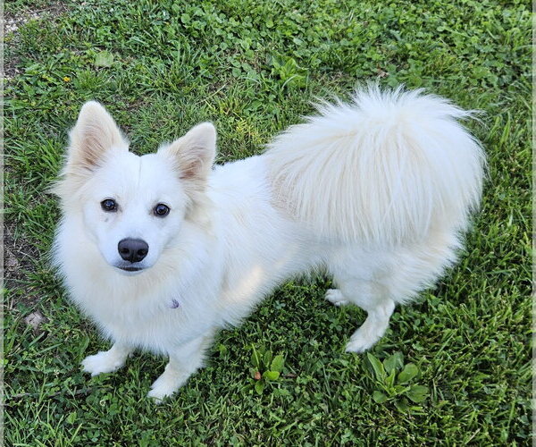 Medium Photo #3 American Eskimo Dog Puppy For Sale in Pikesville, MD, USA