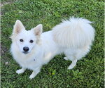 Small #2 American Eskimo Dog