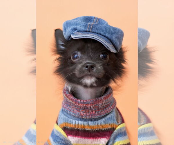 Medium Photo #5 ShiChi Puppy For Sale in Oakhurst, NJ, USA