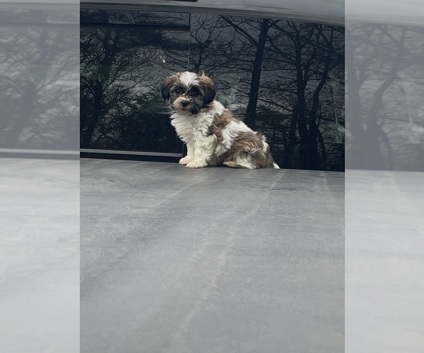Medium Photo #4 Zuchon Puppy For Sale in RIVERDALE, MD, USA