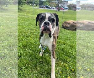 Boxer-Unknown Mix Dogs for adoption in Front Royal, VA, USA