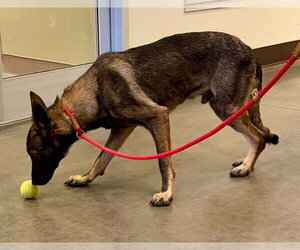 Thorne - Located in Georgia - Male German Shepherd Dog-Unknown Mix Dog for Adoption - Photo #3