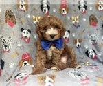 Small #3 Cavapoo