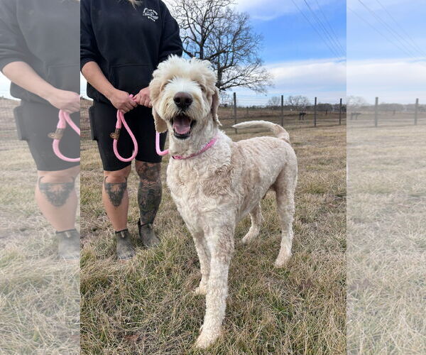 Medium Photo #4 Poodle (Standard)-Unknown Mix Puppy For Sale in Pacolet, SC, USA