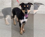 VALENTINA - Female German Shepherd Dog-Unknown Mix Dog for Adoption - Small photo