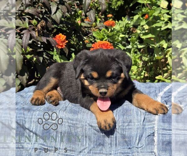Medium Photo #3 Rottweiler Puppy For Sale in SHIPPENSBURG, PA, USA
