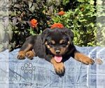 Noble - Male Rottweiler Puppy for Sale - Photo #3